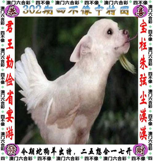 4949cc图库资料大全正式版还有77777788888免费四肖图片-极速解答解释落实