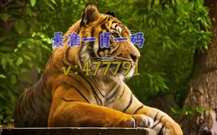 一肖一码一一肖一子善是真的吗官方免费版还有免费香港资料大全-高效性实施计划解析